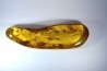 insect: Phrygane, Cicadidae, Araignée, diptères, coléoptères, hyménoptères