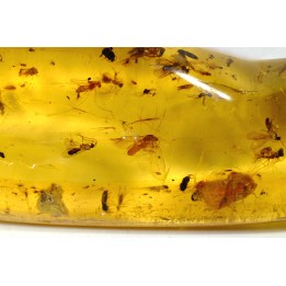 insect: Phrygane, Cicadidae, Araignée, diptères, coléoptères, hyménoptères