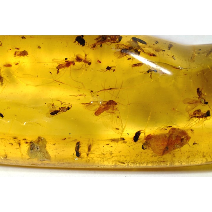 insect: Phrygane, Cicadidae, Araignée, diptères, coléoptères, hyménoptères