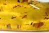 Copal: Phrygane, Cicadidae, Araignée, coléoptères, - Plio-holocène - Madagascar
