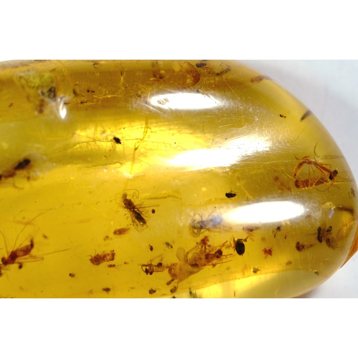 Copal: Phrygane, Cicadidae, Araignée, coléoptères, - Plio-holocène - Madagascar