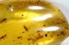Copal: Phrygane, Cicadidae, Araignée, coléoptères, - Plio-holocène - Madagascar