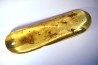 insect: 4 Blattes + 3 Araignées + Coléoptères + Diptères + Hyménoptères + Termites ailés