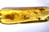insect: 4 Blattes + 3 Araignées + Coléoptères + Diptères + Hyménoptères + Termites ailés