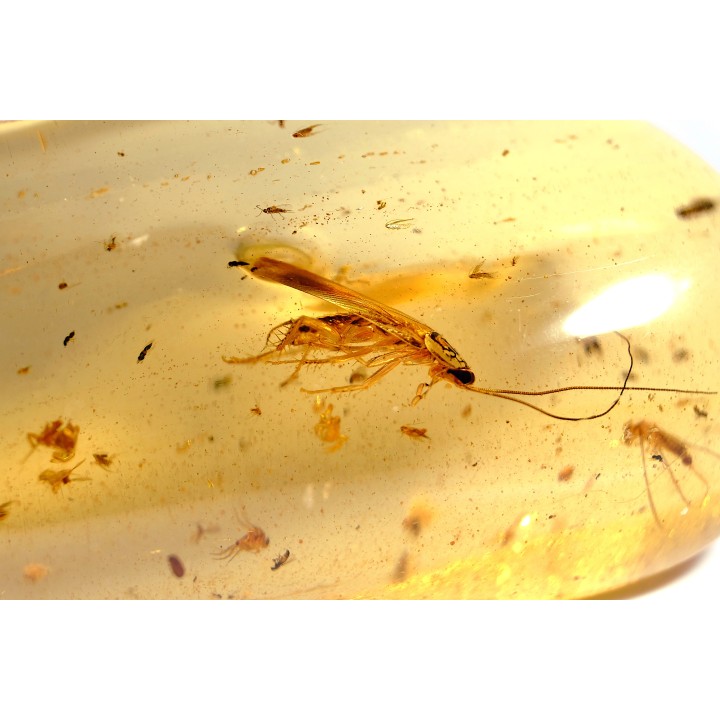 Copal: Araignées, Leptogastrinae, Cerambycidae, diptères, termite ailée - Pliocène à holocène - Antsiranana, Madagascar