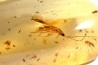 insect: 4 Blattes + 3 Araignées + Coléoptères + Diptères + Hyménoptères + Termites ailés