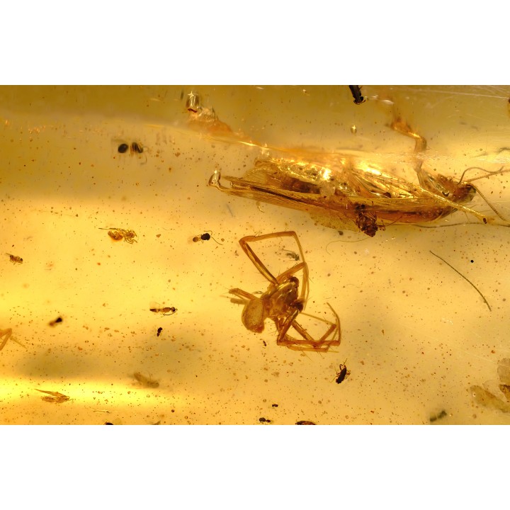 insect: 4 Blattes + 3 Araignées + Coléoptères + Diptères + Hyménoptères + Termites ailés
