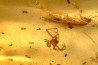 insect: 4 Blattes + 3 Araignées + Coléoptères + Diptères + Hyménoptères + Termites ailés