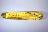 insect: Trichoptère (Phrygane) + Nombreux diptères, coléoptères, hyménoptères