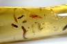 insect: Trichoptère (Phrygane) + Nombreux diptères, coléoptères, hyménoptères