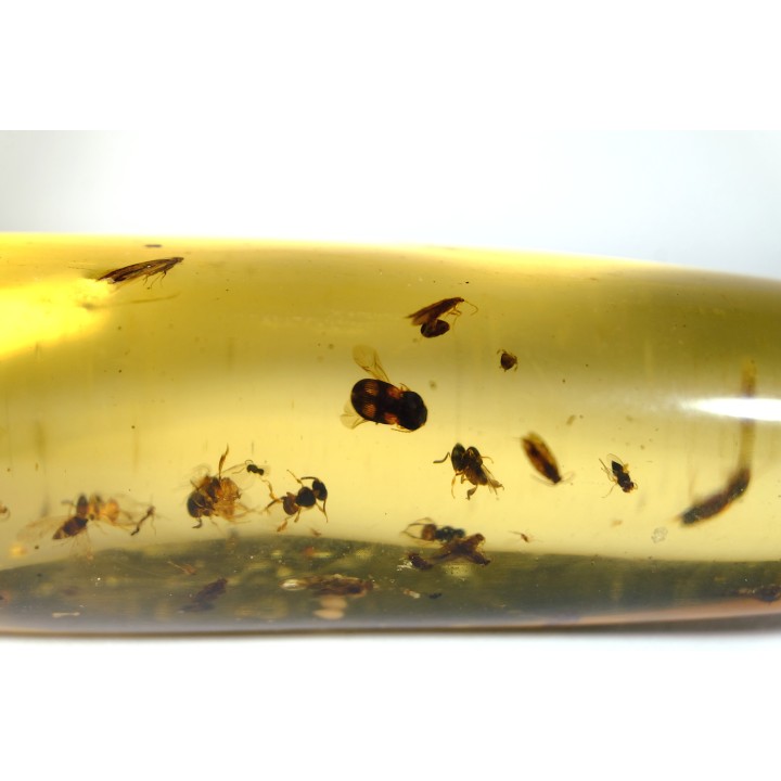 Copal: Trichoptère (Phrygane) + Nombreux diptères, coléoptères, hyménoptères - Pliocène à holocène - Antsiranana, Madagascar