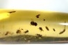 insect: Trichoptère (Phrygane) + Nombreux diptères, coléoptères, hyménoptères