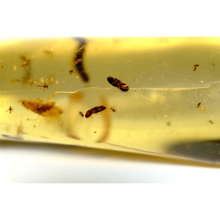 Copal: Trichoptère (Phrygane) + Nombreux diptères, coléoptères, hyménoptères - Pliocène à holocène - Antsiranana, Madagascar