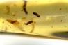 insect: Trichoptère (Phrygane) + Nombreux diptères, coléoptères, hyménoptères