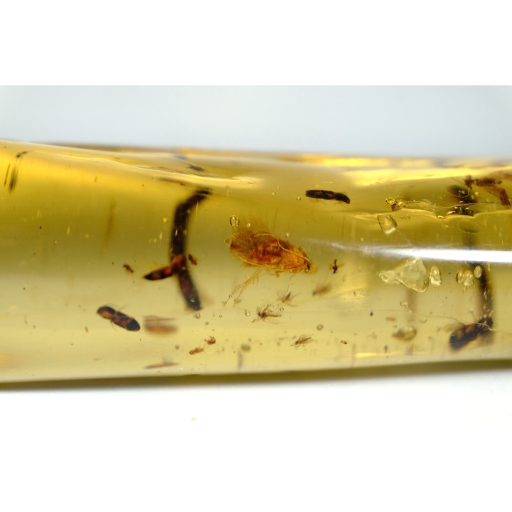 Copal: Trichoptère (Phrygane) + Nombreux diptères, coléoptères, hyménoptères - Pliocène à holocène - Antsiranana, Madagascar