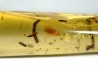 insect: Trichoptère (Phrygane) + Nombreux diptères, coléoptères, hyménoptères