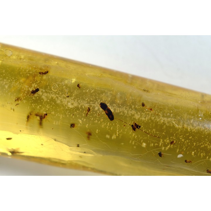Copal: Araignées + nombreux petits diptères, hyménoptères et coléoptères - Pliocène à holocène - Antsiranana, Madagascar