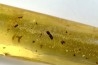Copal: Araignées + nombreux petits diptères, hyménoptères et coléoptères - Pliocène à holocène - Antsiranana, Madagascar