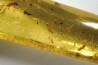 Copal: Araignées + nombreux petits diptères, hyménoptères et coléoptères - Pliocène à holocène - Antsiranana, Madagascar