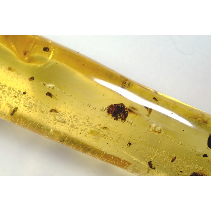 Copal: Araignées + nombreux petits diptères, hyménoptères et coléoptères - Pliocène à holocène - Antsiranana, Madagascar