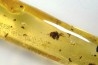 insect: Araignées (au moins 5) + nombreux petits diptères, hyménoptères et coléoptères