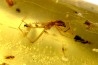 insect: Araignées (au moins 5) + nombreux petits diptères, hyménoptères et coléoptères