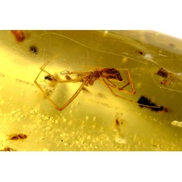 Copal: Araignées + nombreux petits diptères, hyménoptères et coléoptères - Pliocène à holocène - Antsiranana, Madagascar