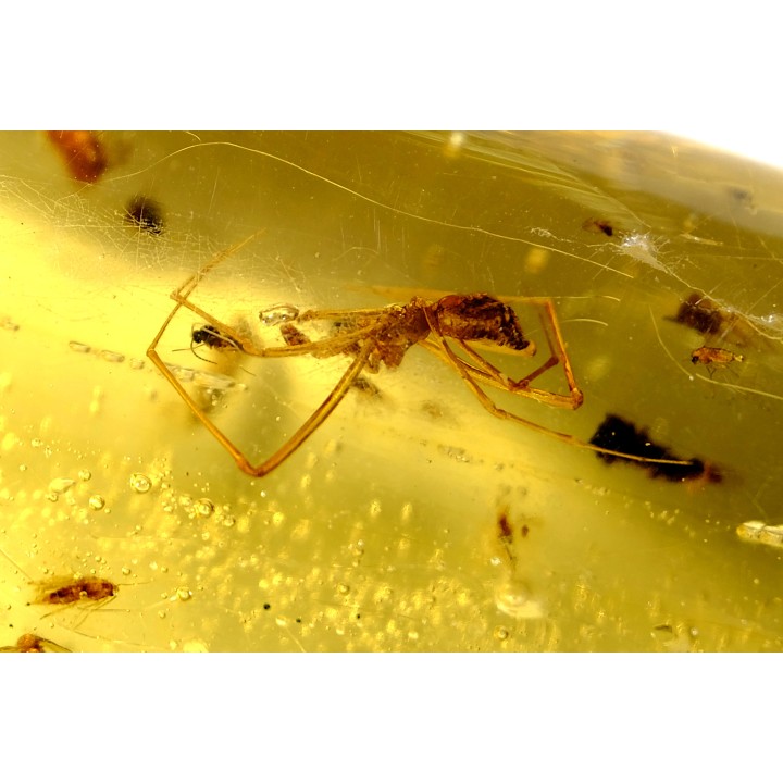 insect: Araignées (au moins 5) + nombreux petits diptères, hyménoptères et coléoptères