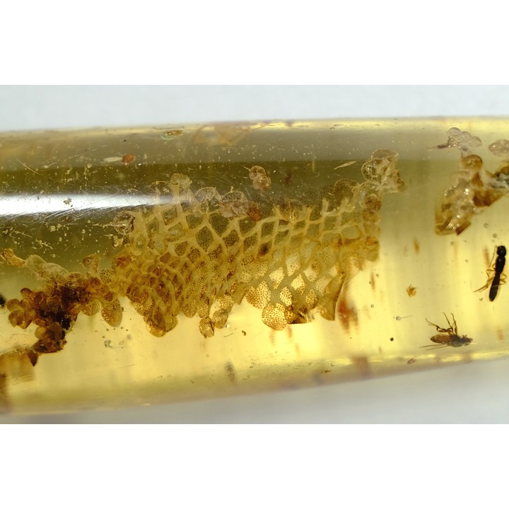 Copal: écailles de lézard + Araignées + Fourmi volante + Coléoptère - Pliocène à holocène - Antsiranana, Madagascar