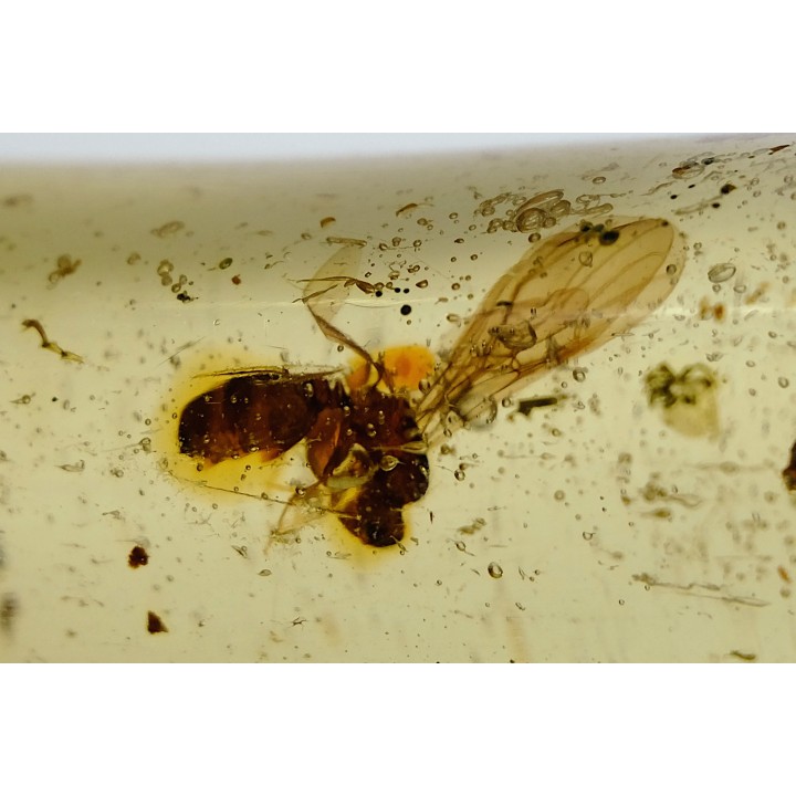 Copal: écailles de lézard + Araignées + Fourmi volante + Coléoptère - Pliocène à holocène - Antsiranana, Madagascar
