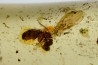 insect: Araignées + Fourmi volante + Coléoptère + écailles de lézard