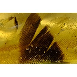 insect: Plume + petite araignée + petits diptères