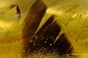 insect: Plume + petite araignée + petits diptères