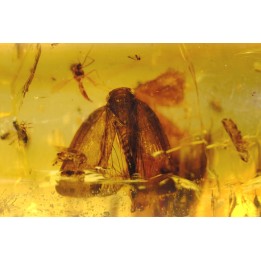 Copal: rare Lépidoptère et nombreux insectes  - Pliocène à holocène - Antsiranana, Madagascar