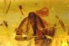 Copal: rare Lépidoptère et nombreux insectes  - Pliocène à holocène - Antsiranana, Madagascar