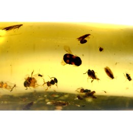 insect: Trichoptère (Phrygane) + Nombreux diptères, coléoptères, hyménoptères