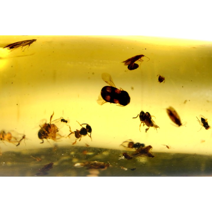 insect: Trichoptère (Phrygane) + Nombreux diptères, coléoptères, hyménoptères