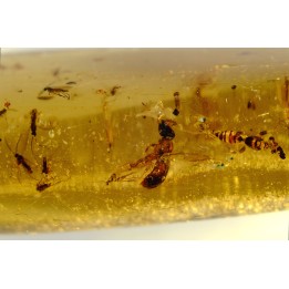Copal: Araignées + nombreux hyménoptères - Pliocène à holocène - Antsiranana, Madagascar
