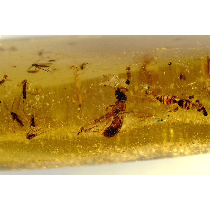insect: Araignées + nombreux hyménoptères