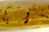 insect: Araignées + nombreux hyménoptères