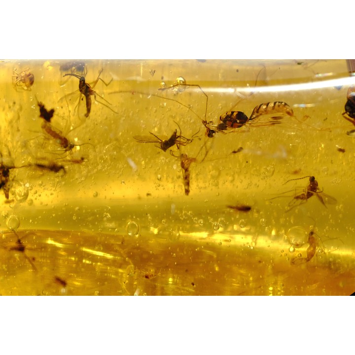 Copal: Araignées + nombreux hyménoptères - Pliocène à holocène - Antsiranana, Madagascar