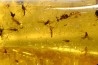 insect: Araignées + nombreux hyménoptères