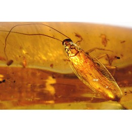 Copal: Araignées, Leptogastrinae, Cerambycidae, diptères, termite ailée - Pliocène à holocène - Antsiranana, Madagascar