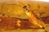 Copal: Araignées, Leptogastrinae, Cerambycidae, diptères, termite ailée - Pliocène à holocène - Antsiranana, Madagascar