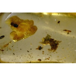 Copal: écailles de reptile + Araignée + Fourmi + Diptères - Pliocène à holocène - Antsiranana, Madagascar