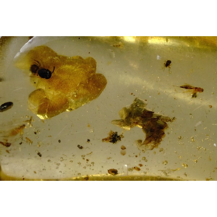 insect: Araignée + Fourmi + Diptères + écailles de reptile