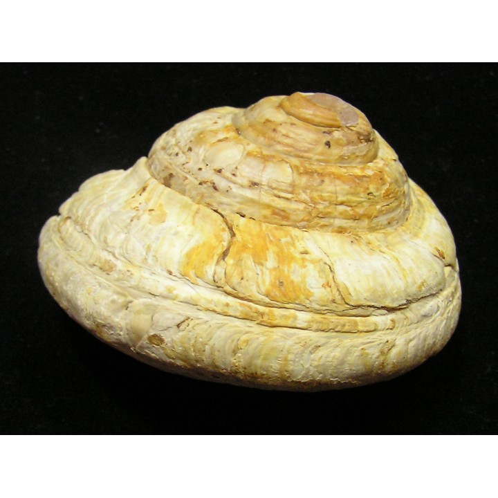 ORBONELLA THOMPSONORUM