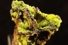 Pyromorphite - Moulay Bouazza area - Khenifra - Meknes - Morocco
