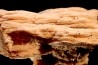Baryte rose et Chalcopyrite sur galène - mine d'Oumjrane, région d'Alnif, Maroc
