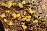 Mimetite Sonora, MEXIQUE